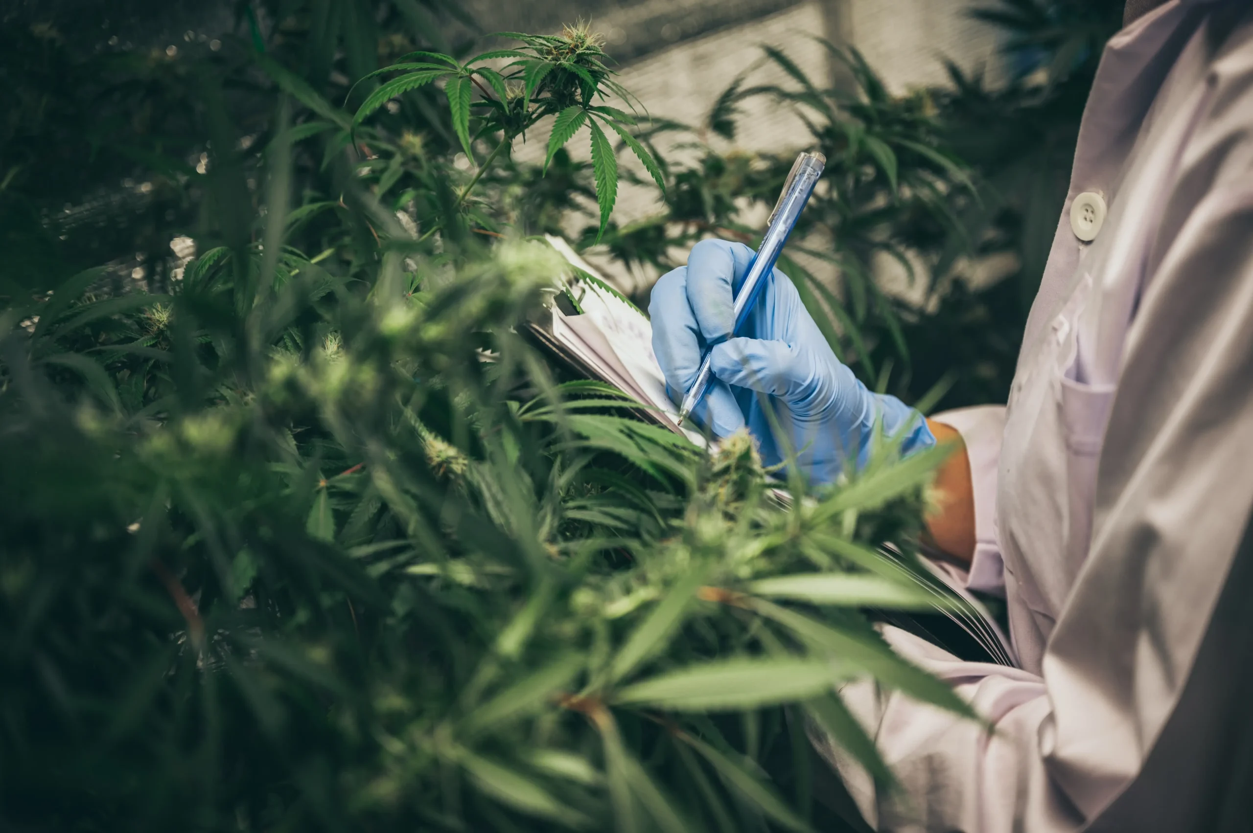 Indica Sativa Unterschied
